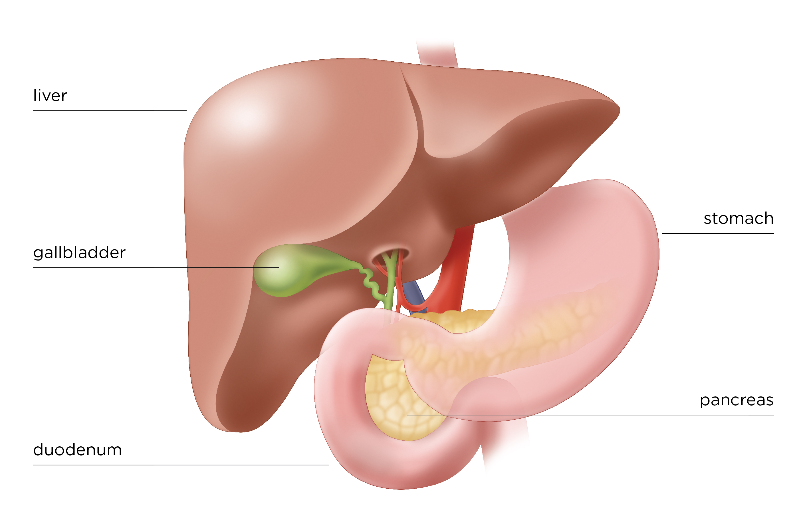 tip of pancreatic cancer